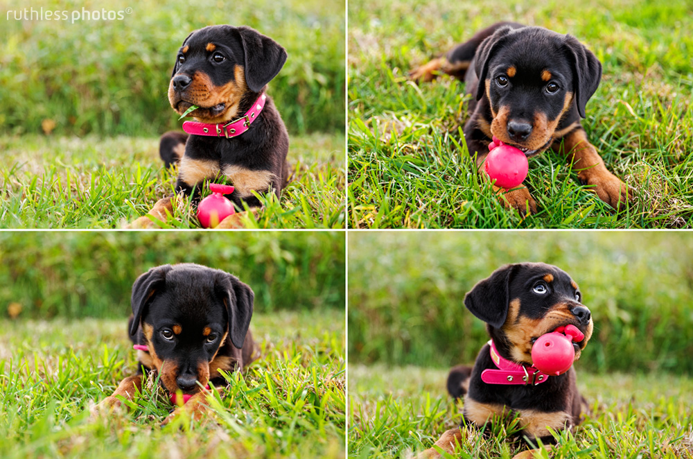 rottweiler puppy in pink collar with red ball series