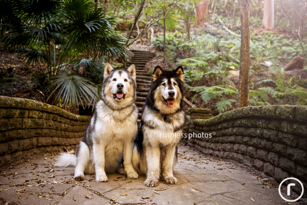 Kodiak and Kela | Sydney Dog Photography