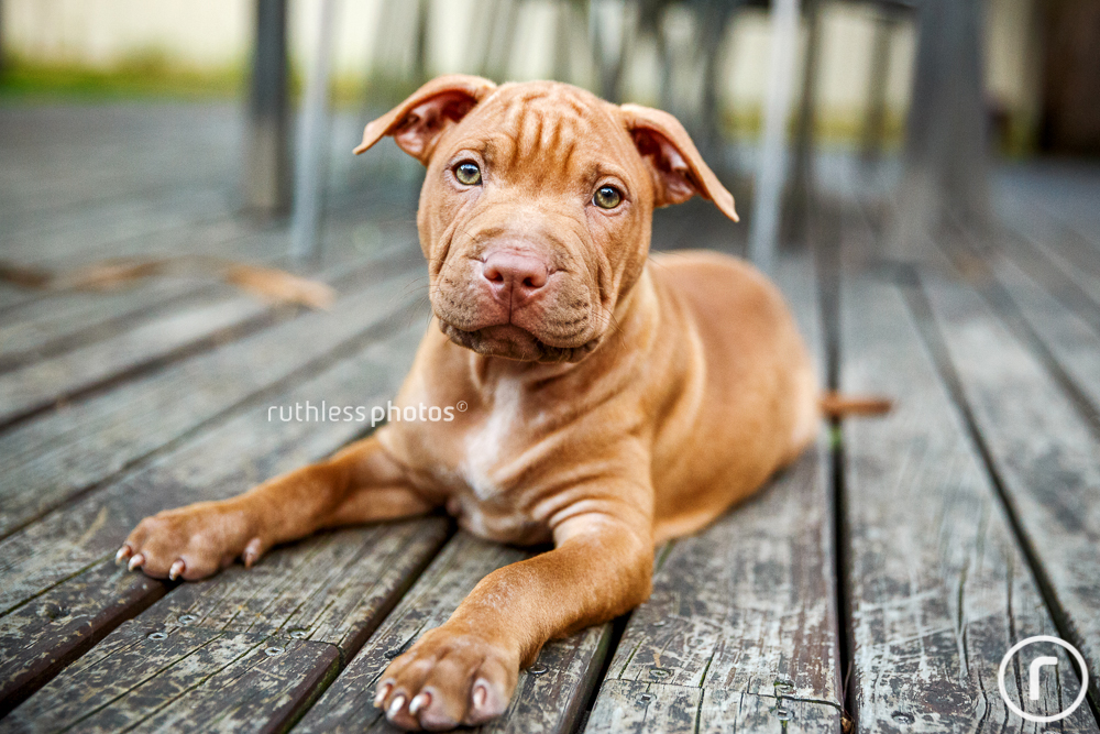wrinkly little pit bull puppy