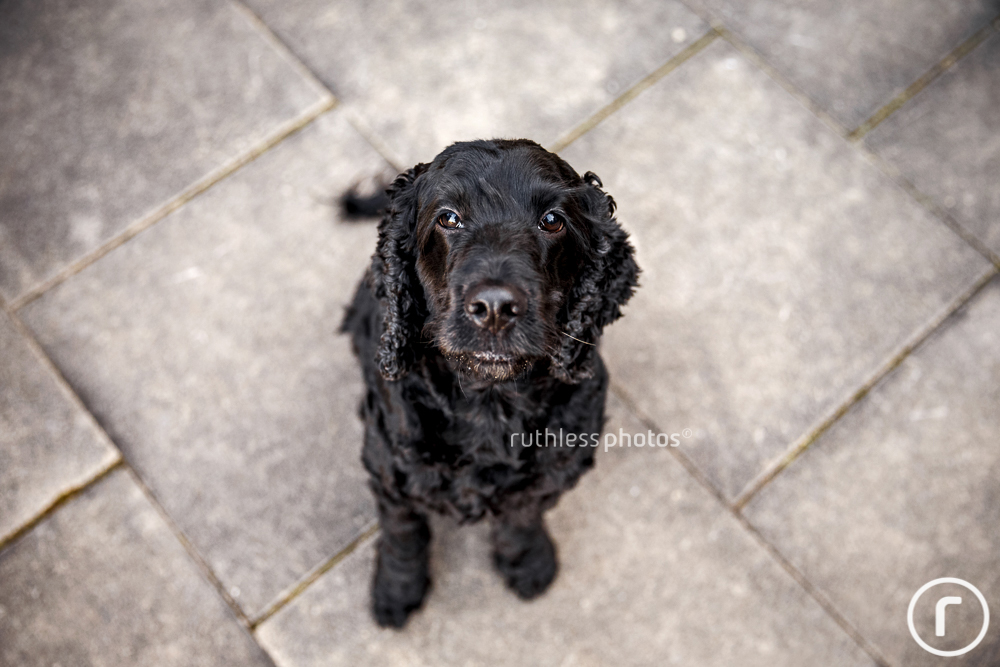 Black cocker spaniel photographed from above
