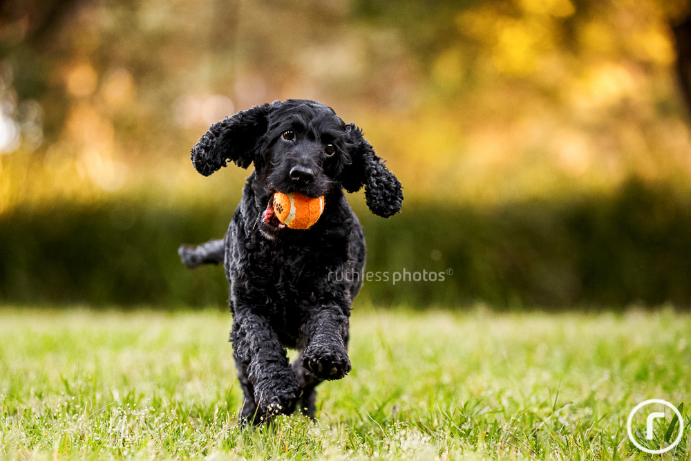 black dog running with orange ball