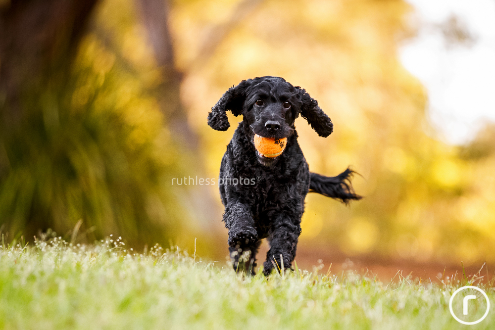 black cocker spaniel running with ball in mouth