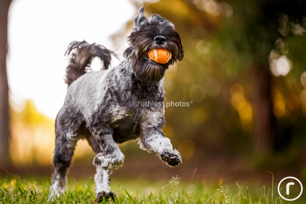 schnauzer running with ball in mouth and hair in eyes
