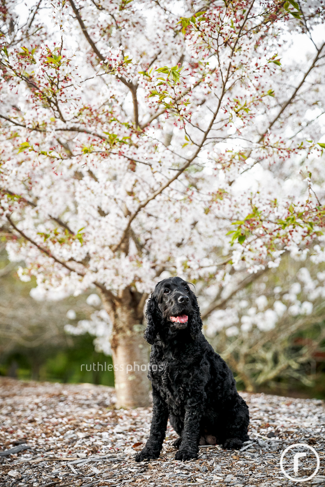 black dog sitting under cherry blossom