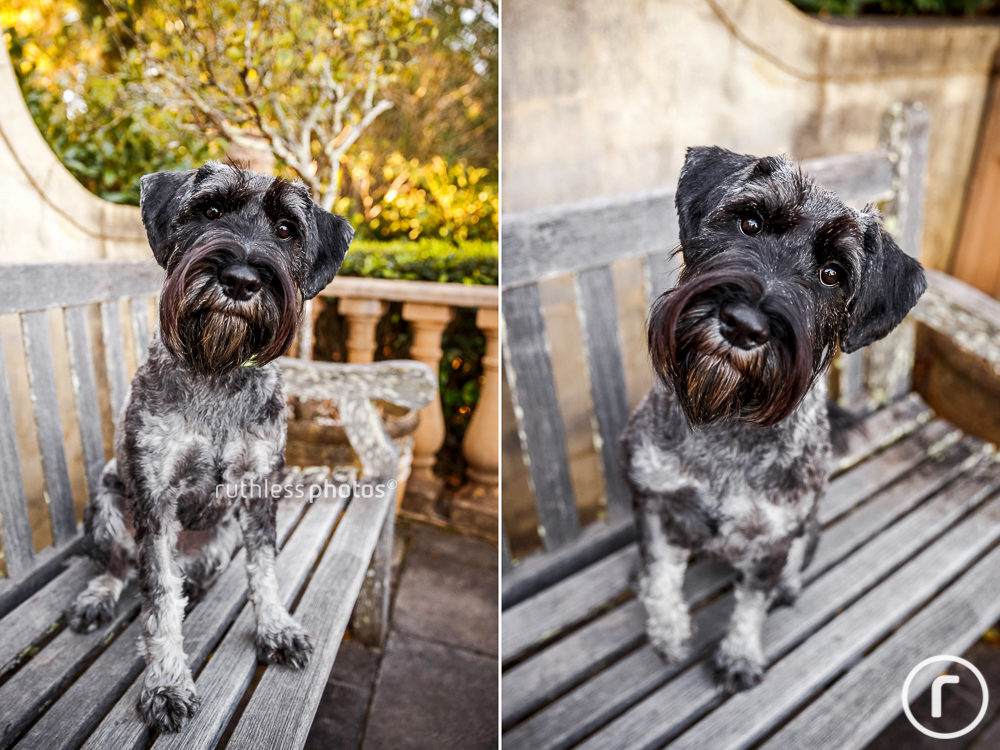 black and silver schnauzer sitting on bench with head tilt