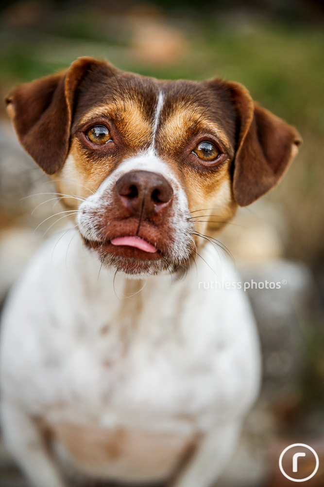 funny looking mixed breed dog sticking tongue out