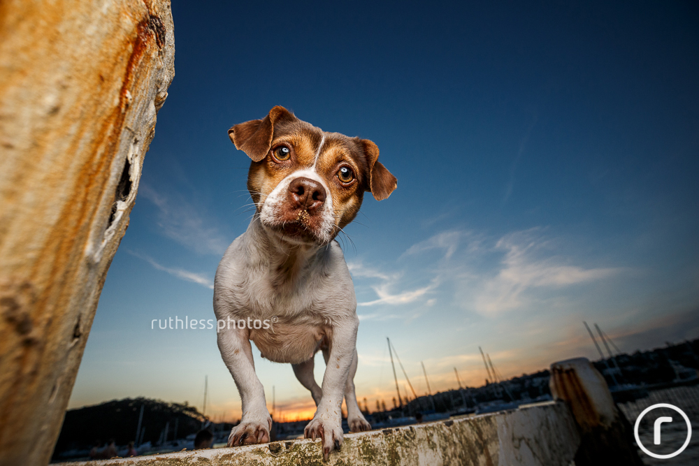 funny looking mixed breed dog with off camera flash at sunset