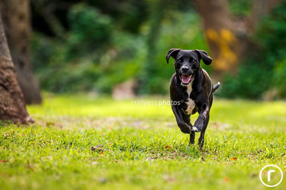 black dog running in park