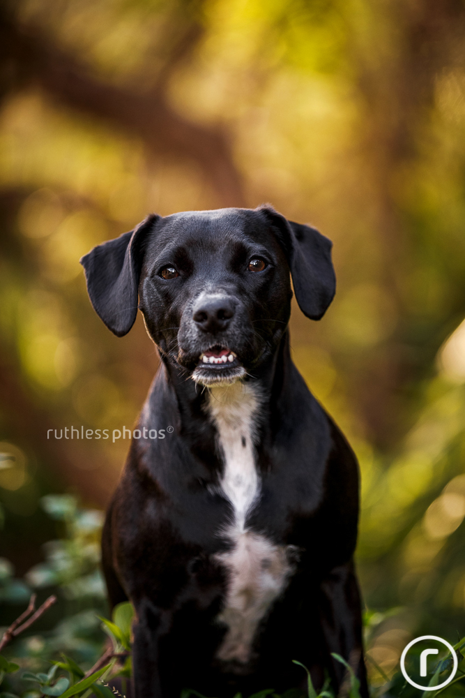 black dog smiling in bushes