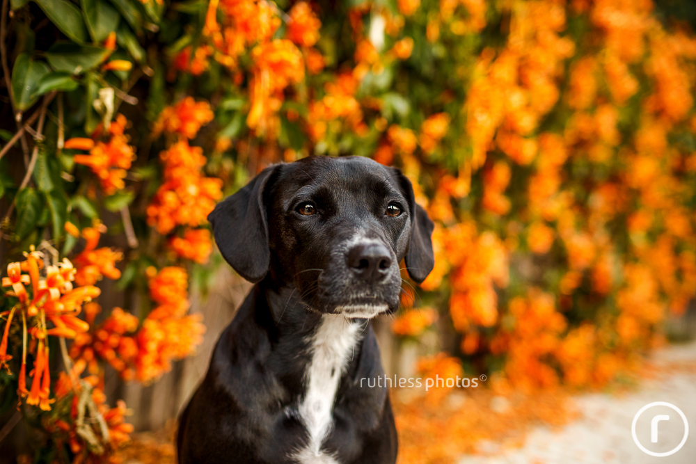 black dog in front of Orange Trumpet Vine