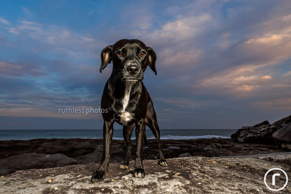 black dog standing on rocks at tamarama beach at sunset