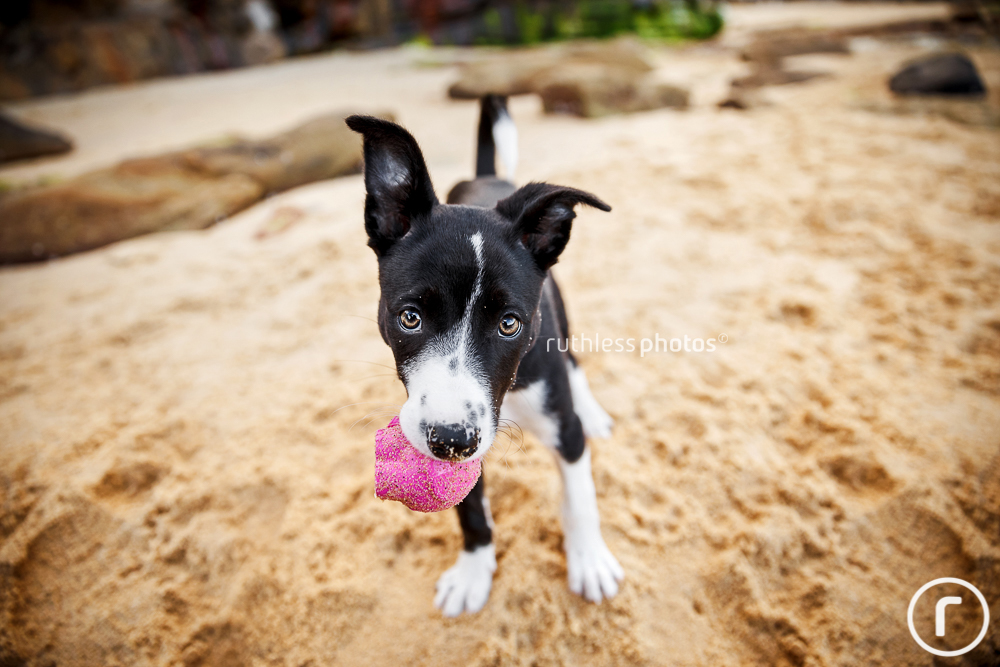 Black and white Border Collie puppy holding pink ball in mouth