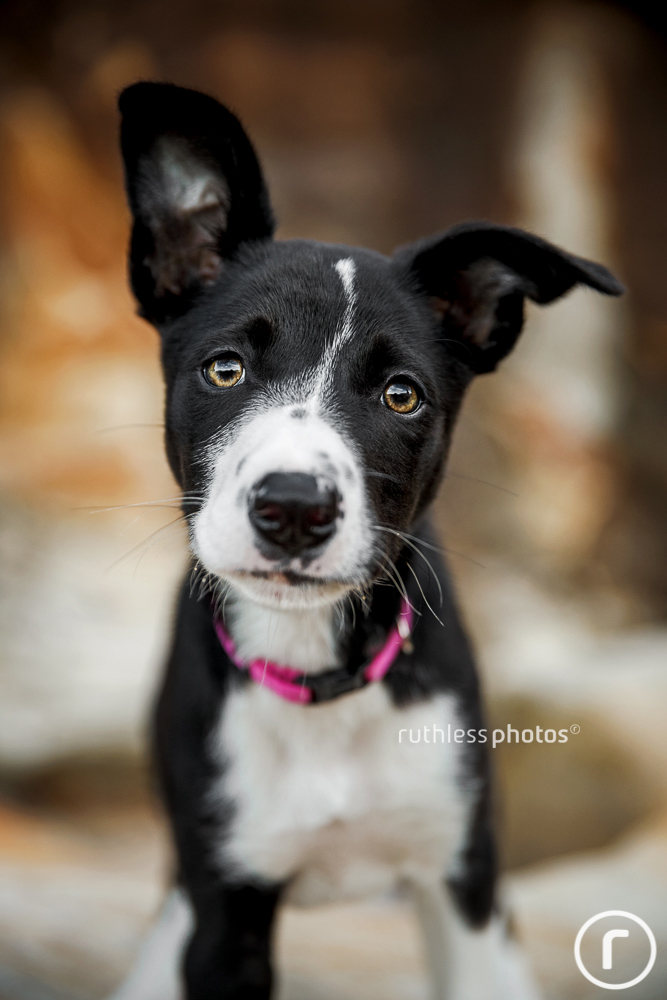 Black and white Border Collie puppy