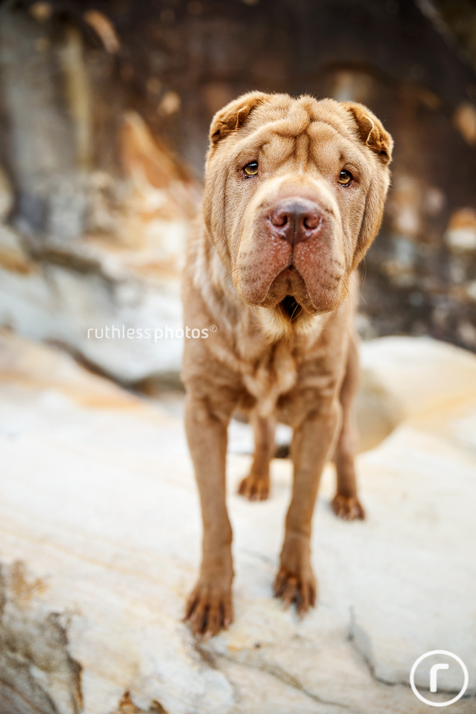 Lilac Shar Pei standing on rock