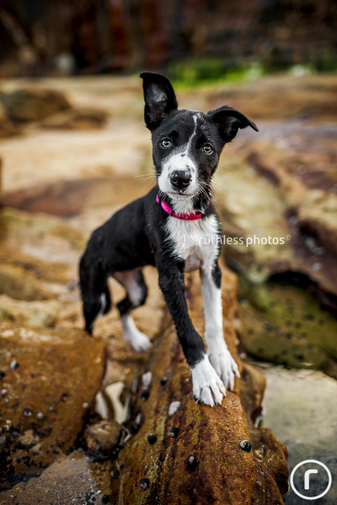 Black and white Border Collie puppy standing on rock at beach