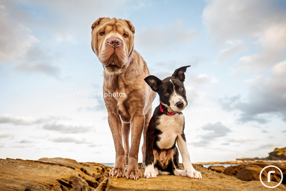 Black and white Border Collie puppy and lilac Shar Pei on a rock