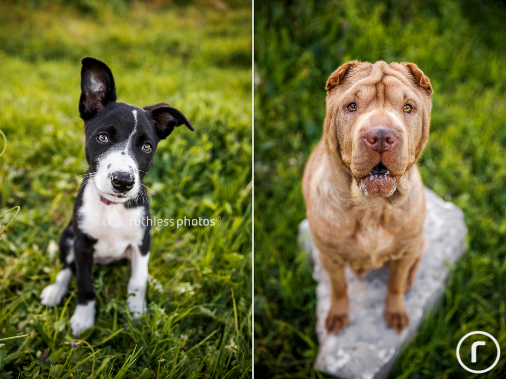 Black and white Border Collie on grass and lilac Shar Pei sitting on a rock
