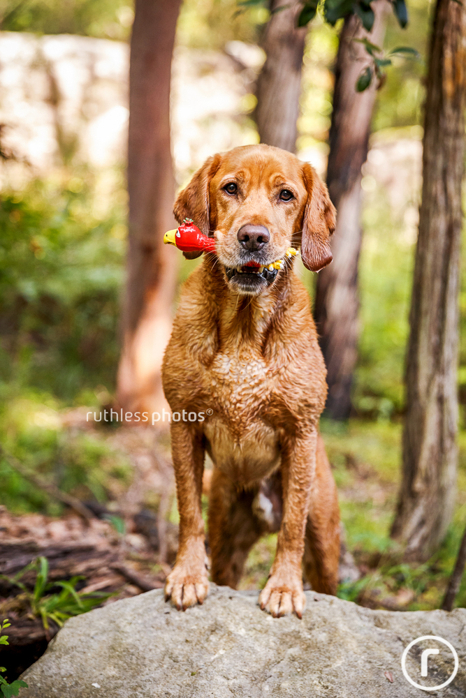retriever with toy chicken in mouth