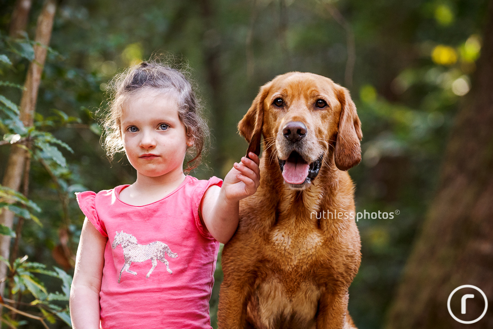 labrador with young girl holding his ear