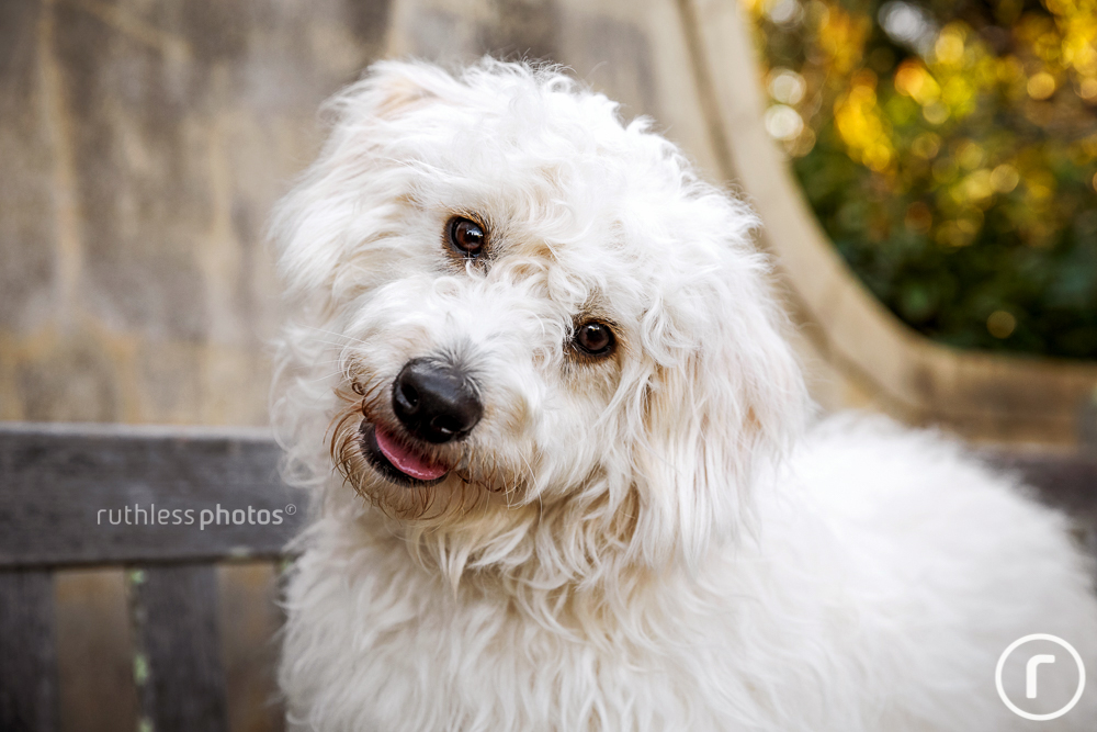 smiling white oodle dog on bench