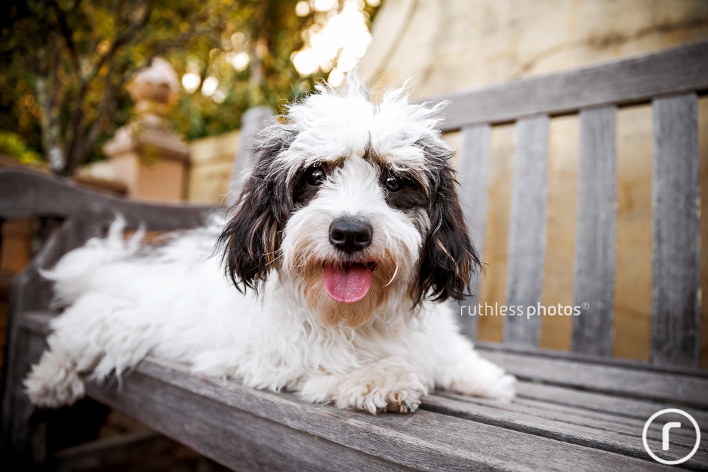 cute black and white dog on bench