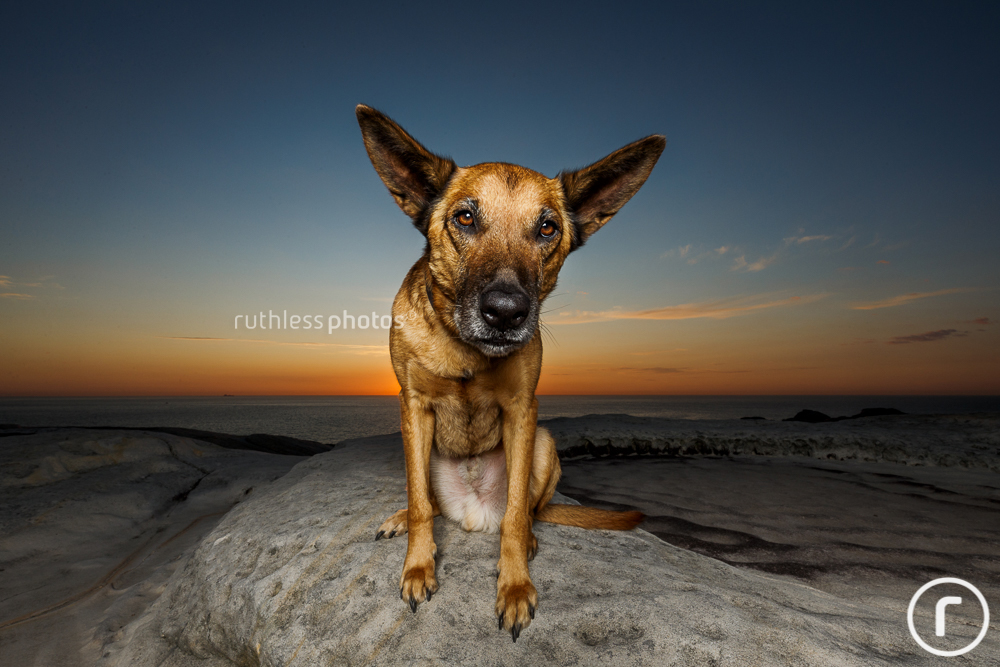 big eared dog at sunrise with off camera flash