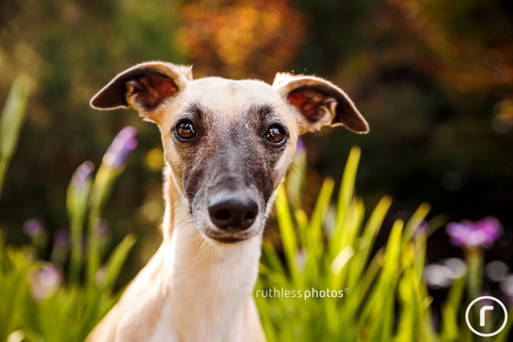 fawn whippet with backlight