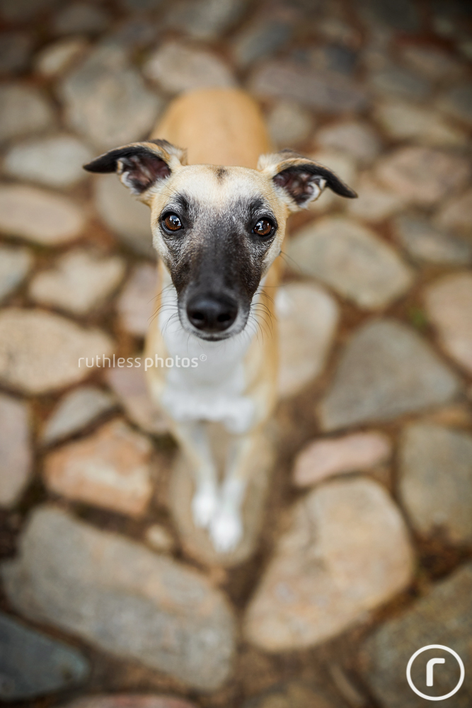 fawn whippet on cobblestones