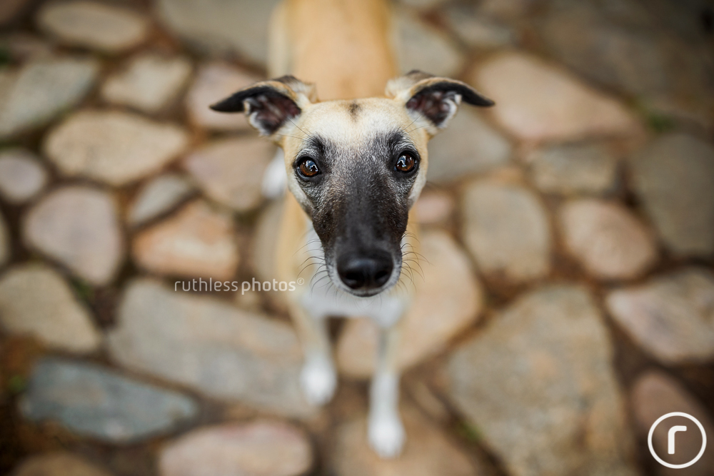 fawn whippet on cobblestones