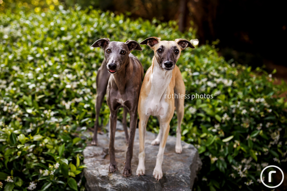 two whippets on a rock