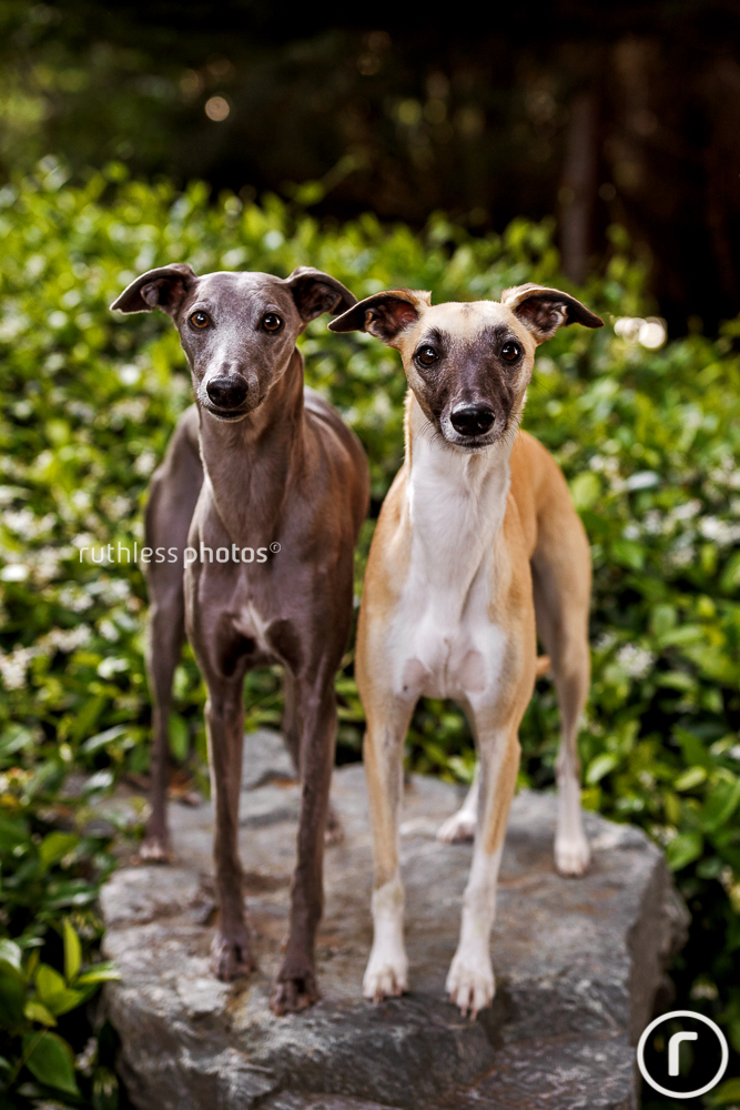two whippets on a rock