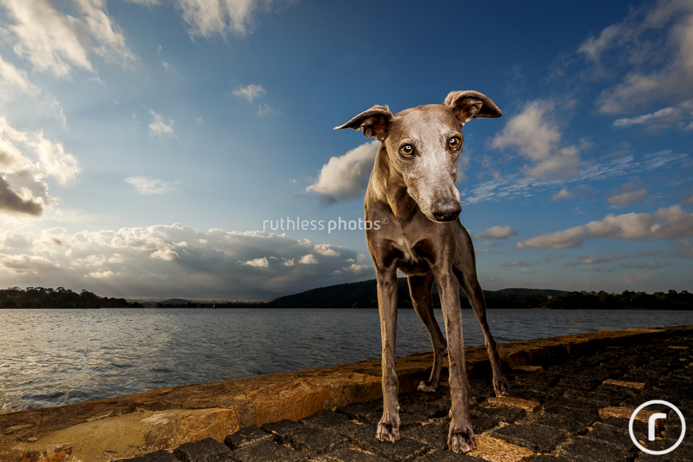 blue whippet wide angle