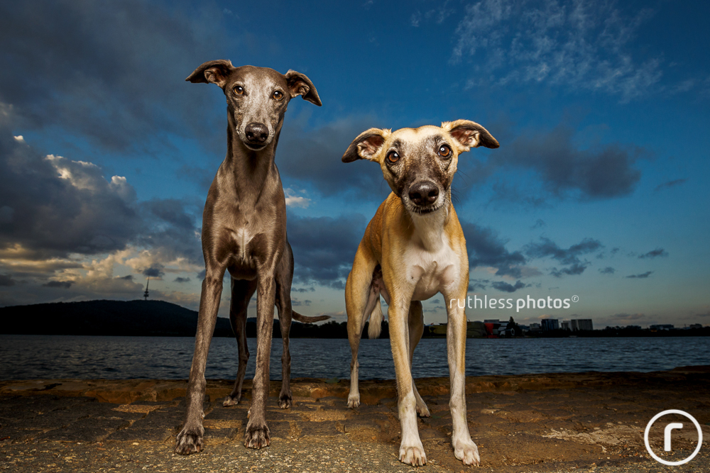 two inquisitive whippets against blue sky with off camera flash