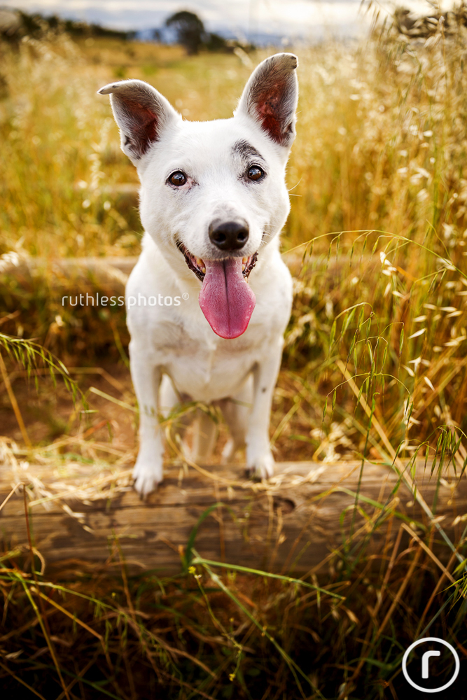 smiling white dog in long grass