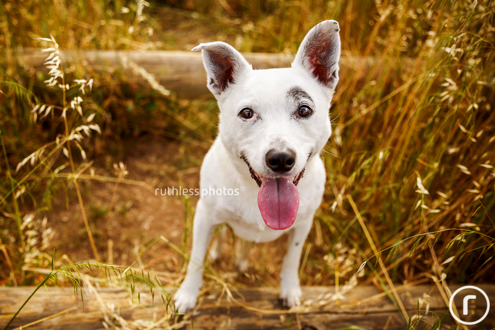 happy white dog in long grass
