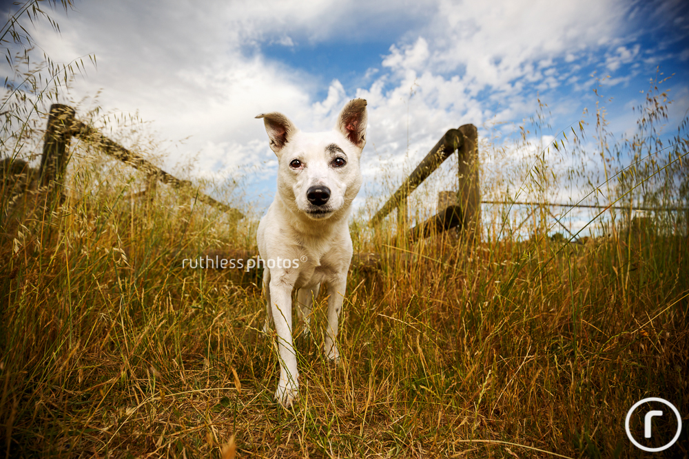 white dog with big ears in long grass