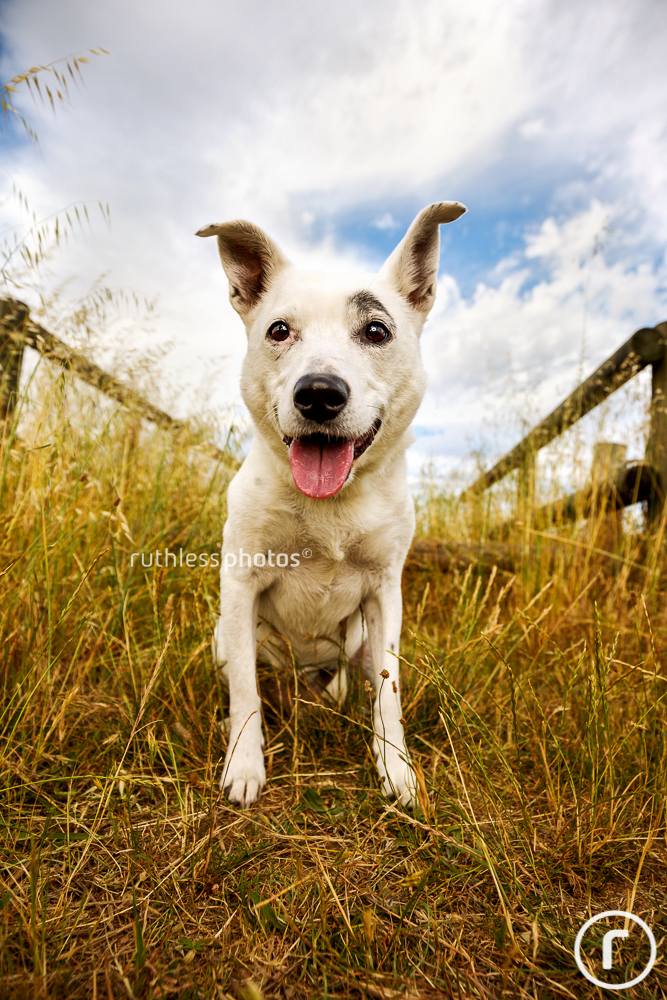 happy white dog wide angle