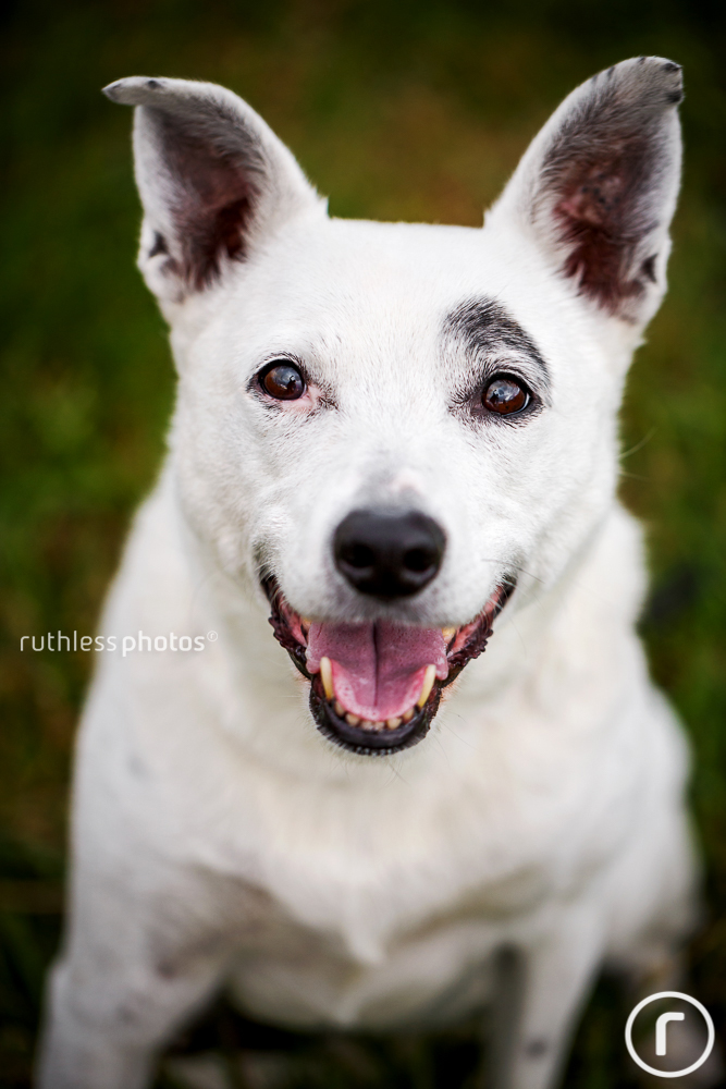 happy white dog with funny eyebrow