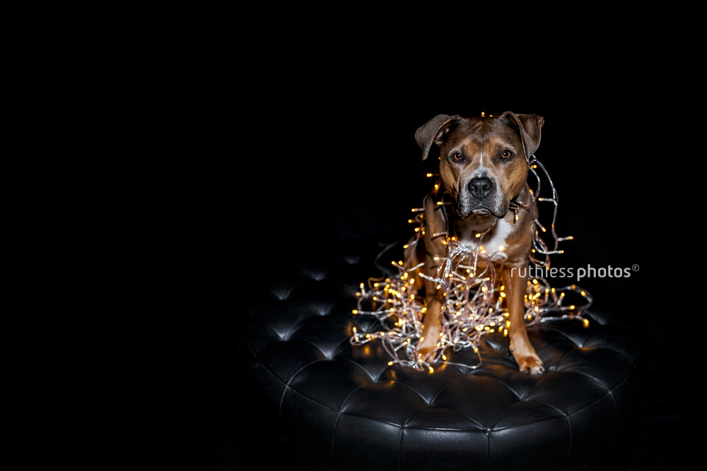 pit bull type dog wrapped in fairly lights for Christmas