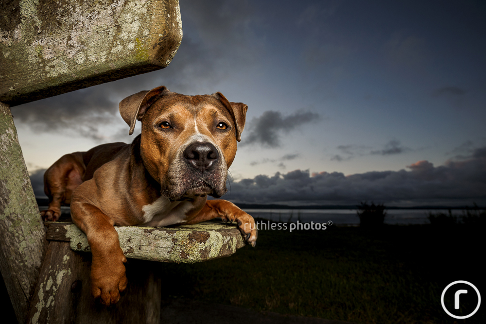 American Staffordshire Terrier type dog on bench with flash