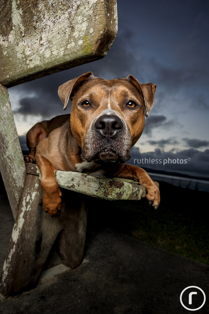 American Staffordshire Terrier type dog on bench with flash looking judgemental