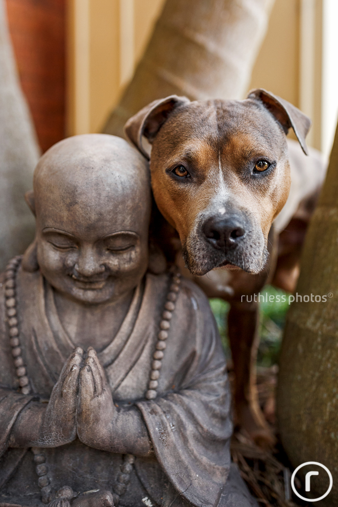 pit bull type dog with buddha