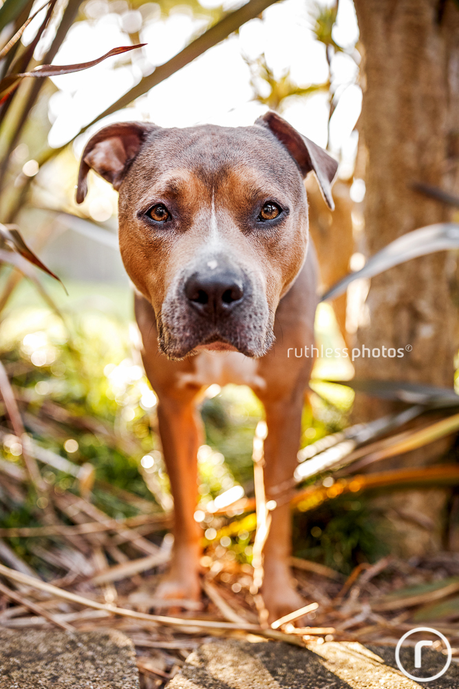 pit bull type dog with backlighting