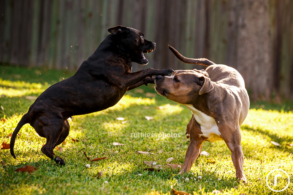 pit bull type dogs playing
