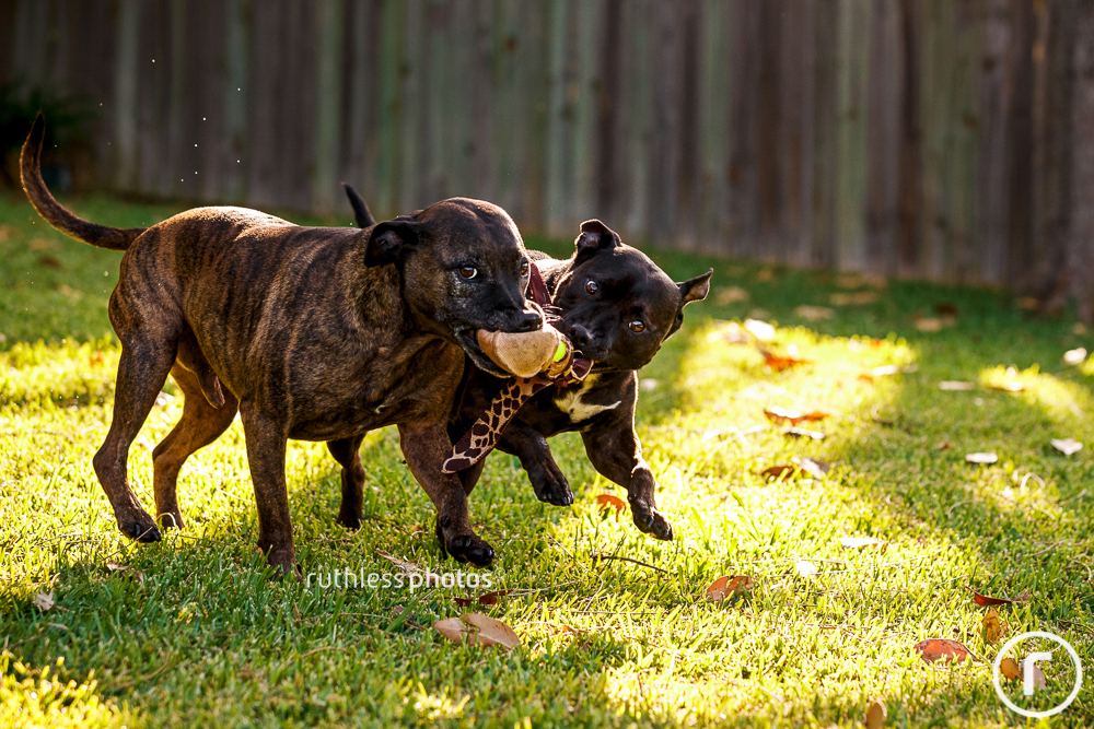 two pit bull type dogs running with toy