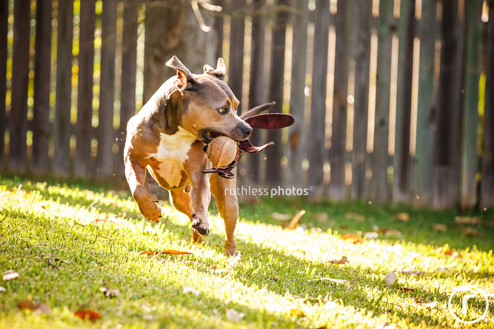 pit bull type dog running with toy