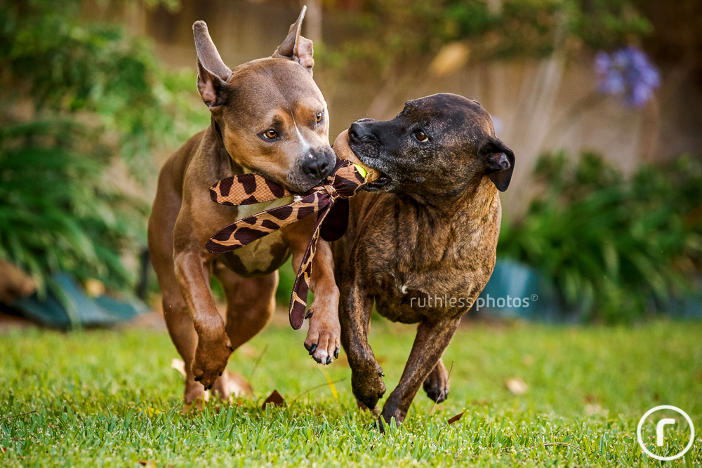 Two dogs running with toy