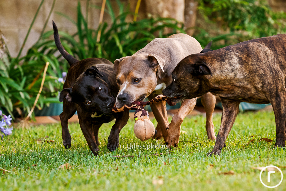 three pit bull type dogs tugging on a toy