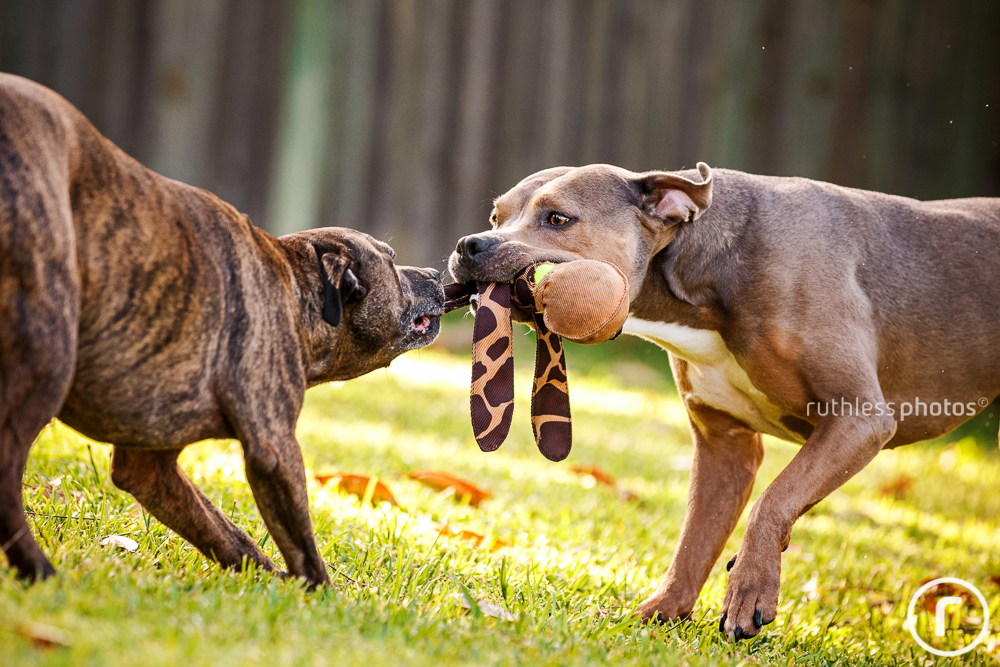 two pit bull types playing tug