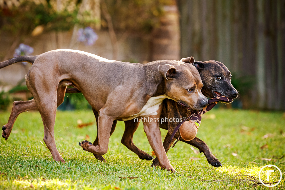 two pit bull type dogs running with toy